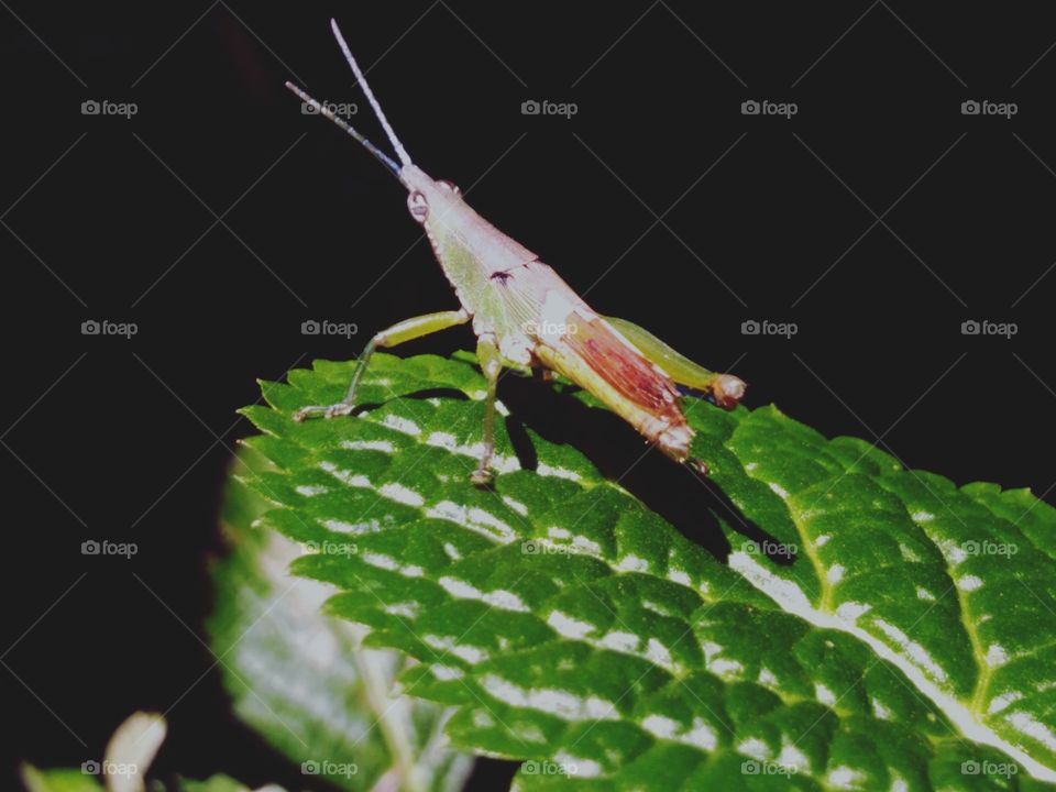 Grasshoppers perched on the leaves