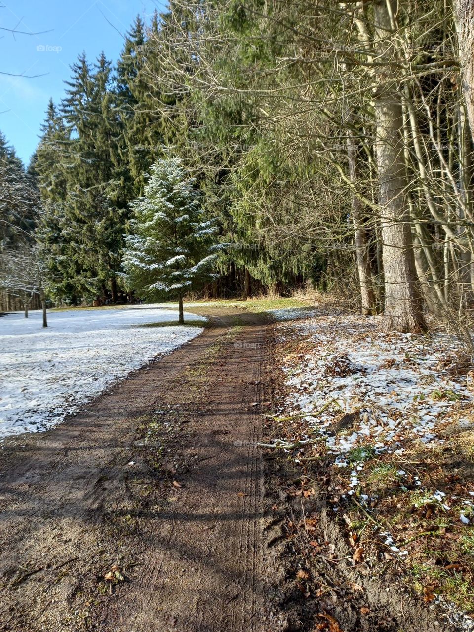 A Walk in the Winter Woods