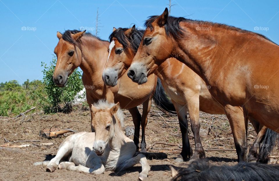 Brown horses in dirt land