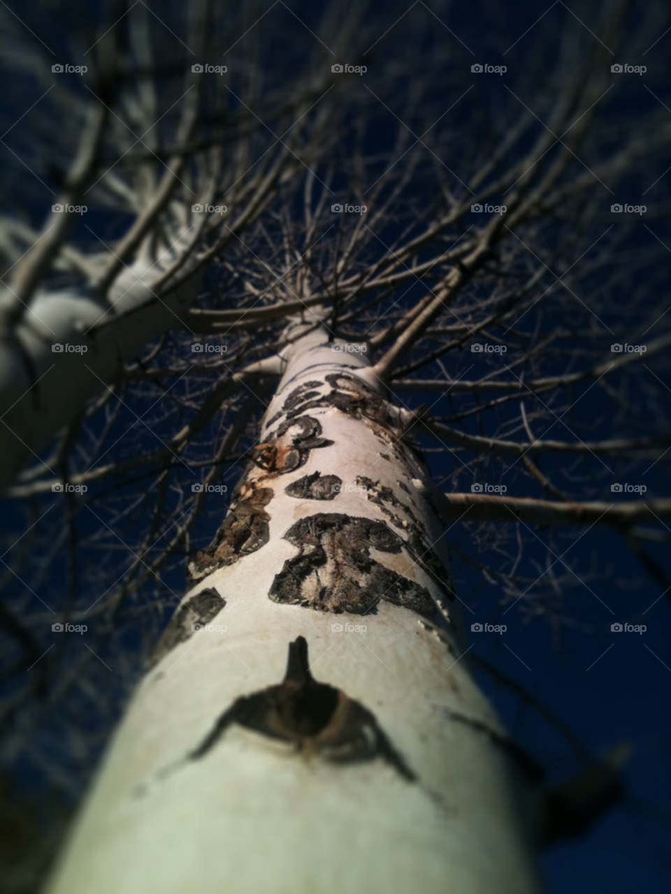 winter tree branches bark by sadie.collins