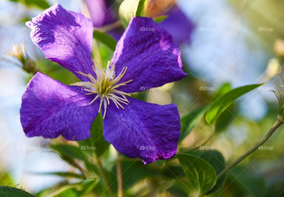 Pretty Purple Clematis Bloom