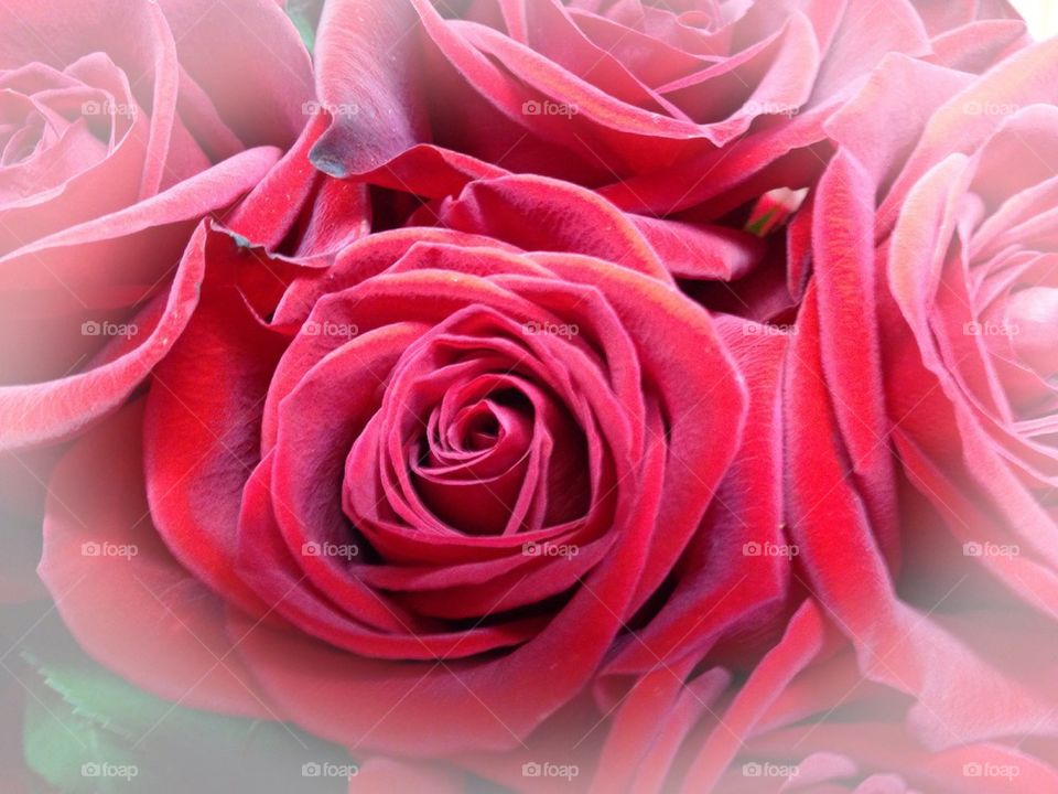 Blush and white roses