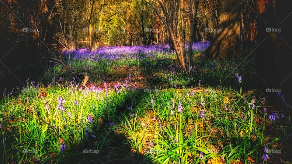 bluebell woodland