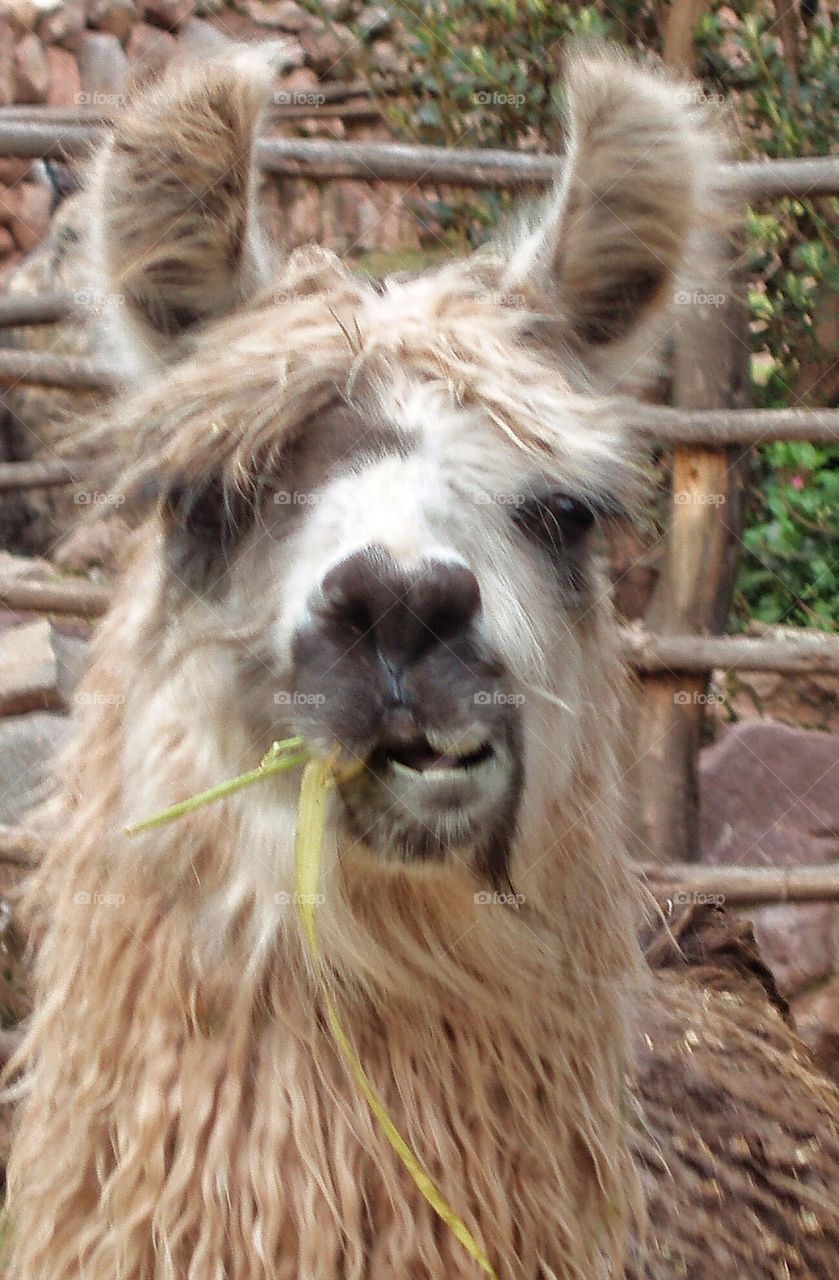 Alpacka in Cusco Peru