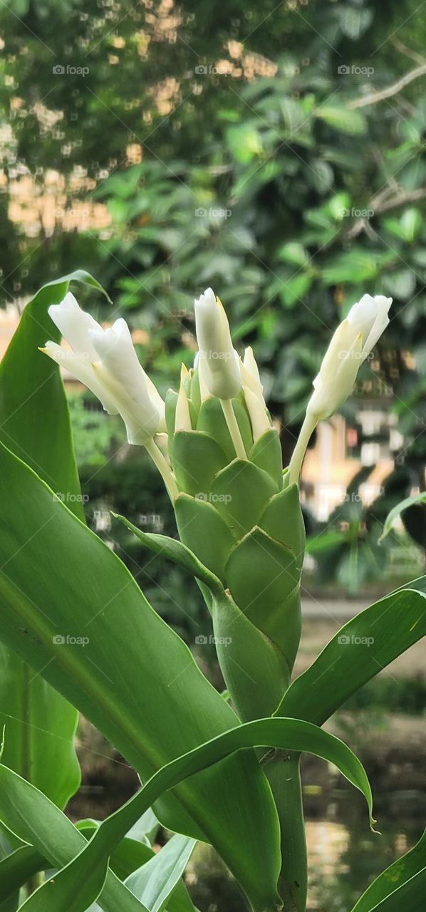 White butterfly  Hedychium coronarium.Coronarious Gingerlily