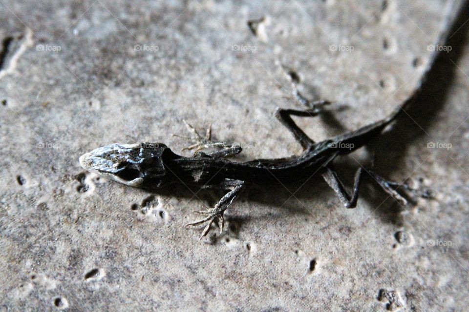 dried lizard on tile.