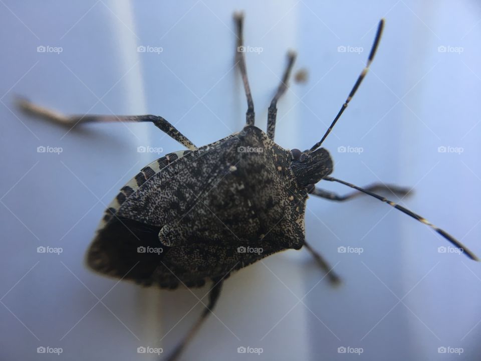 Stink bug