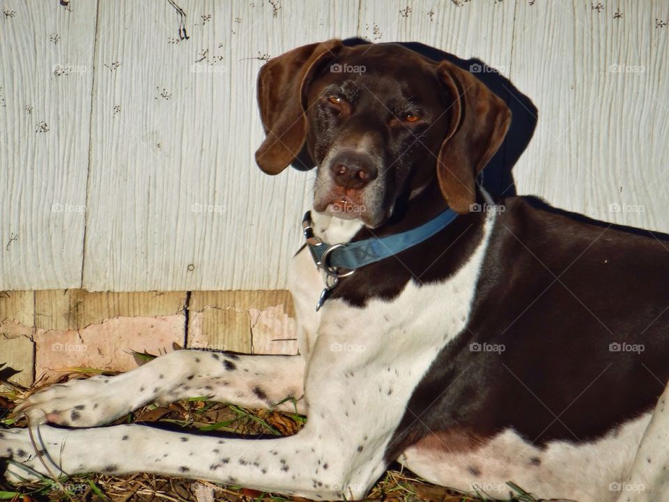 German Shorthaired Pointer...