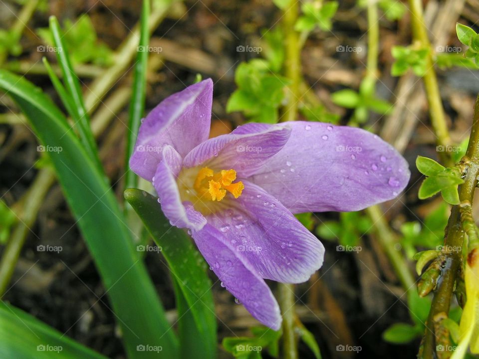 Spring bloom. From our garden