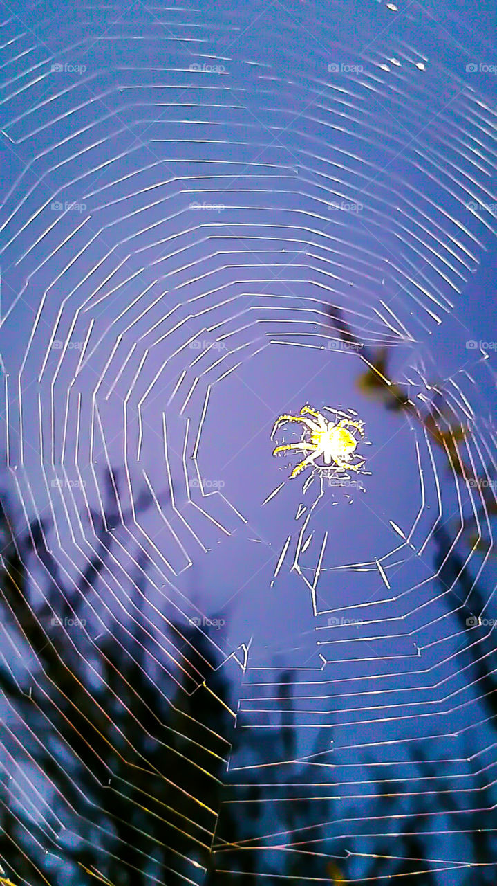 spider web at night