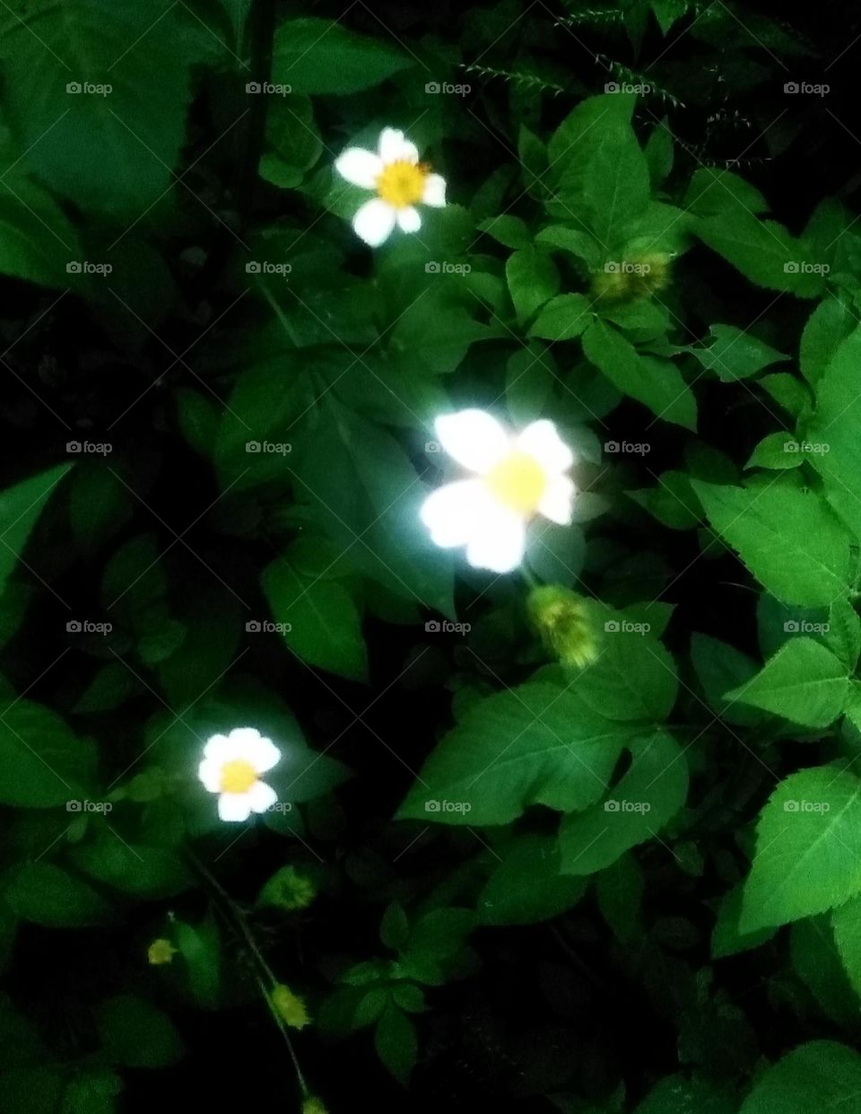 a little flower grows in my garden