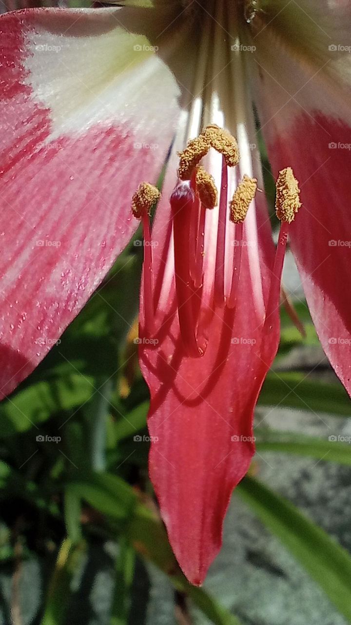 Best of 2021 : Nature Flower (Photo Makro)