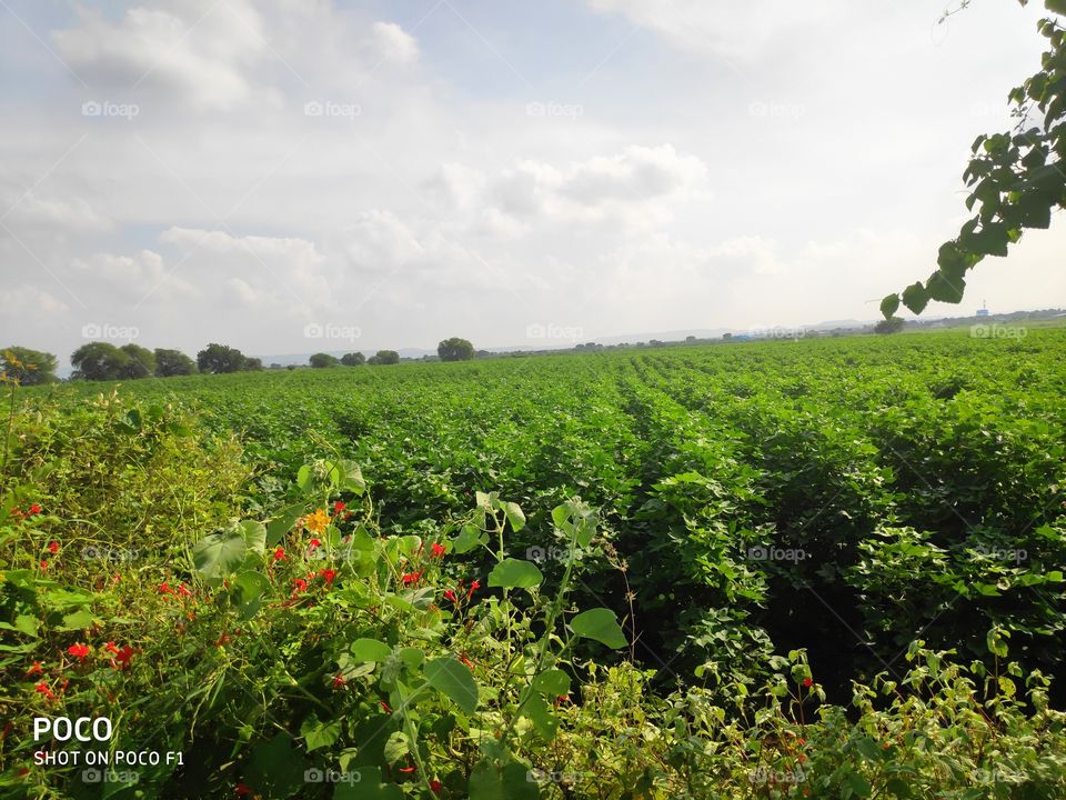A cotton crops