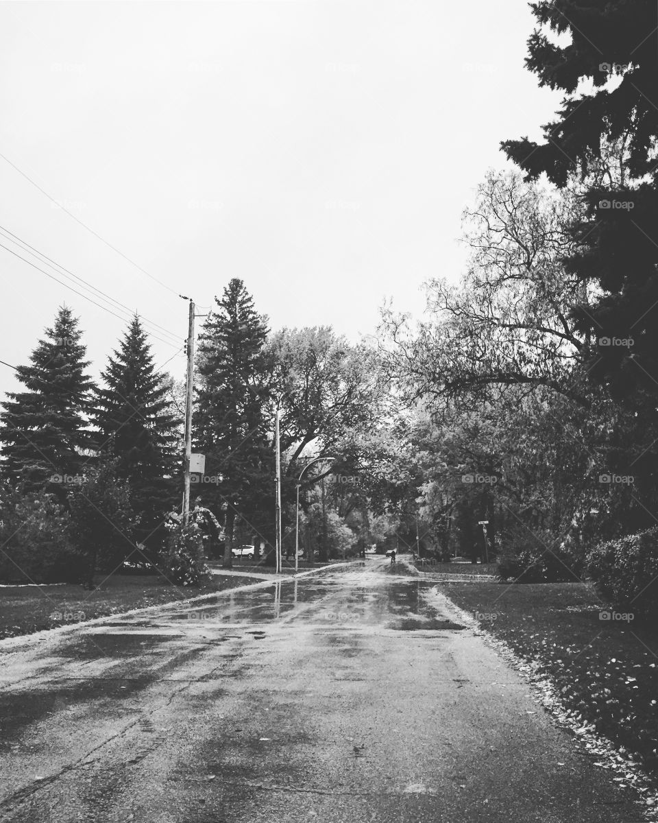 Tree, No Person, Road, Transportation System, Nature