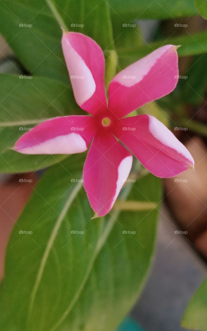 linda flor se abrindo