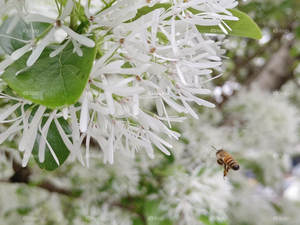 The Chinese fringe-tree & bees