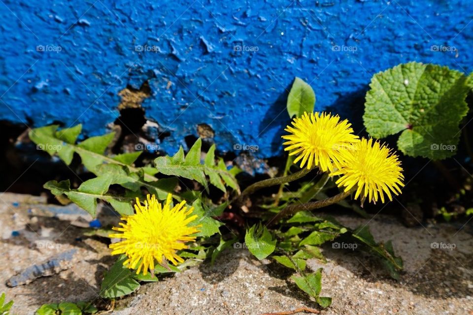 Yellow flowers