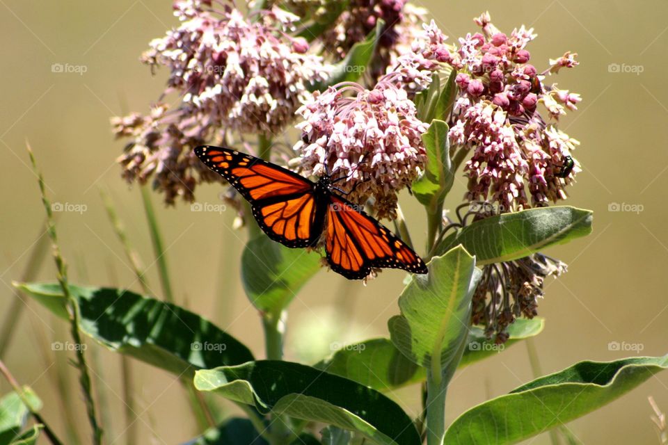 Flowers and Flutter Monarch Butterfly.