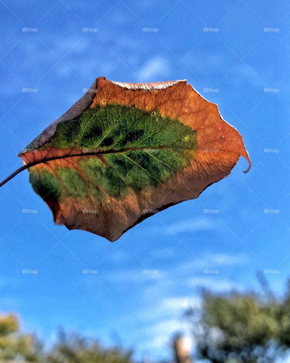 Kiwi Leaf Fall Colors