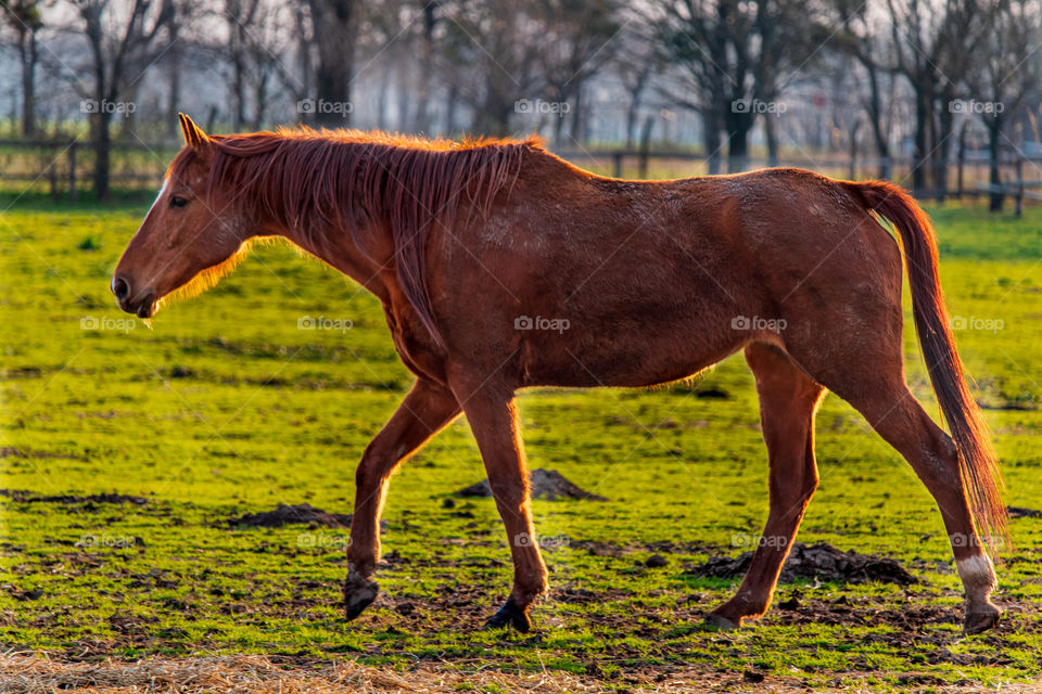 Portrait of a brown horse