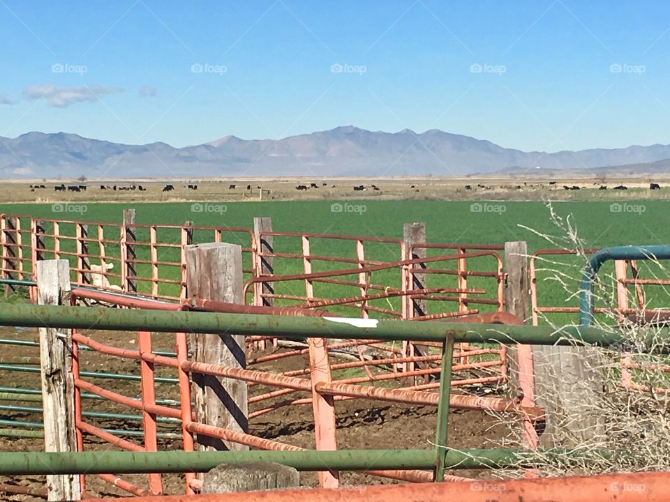 Orange farm fence. Farm with a beautiful view. Barn. Cattle farm. Open fields. Iron fencing. Beautiful blue sky day.