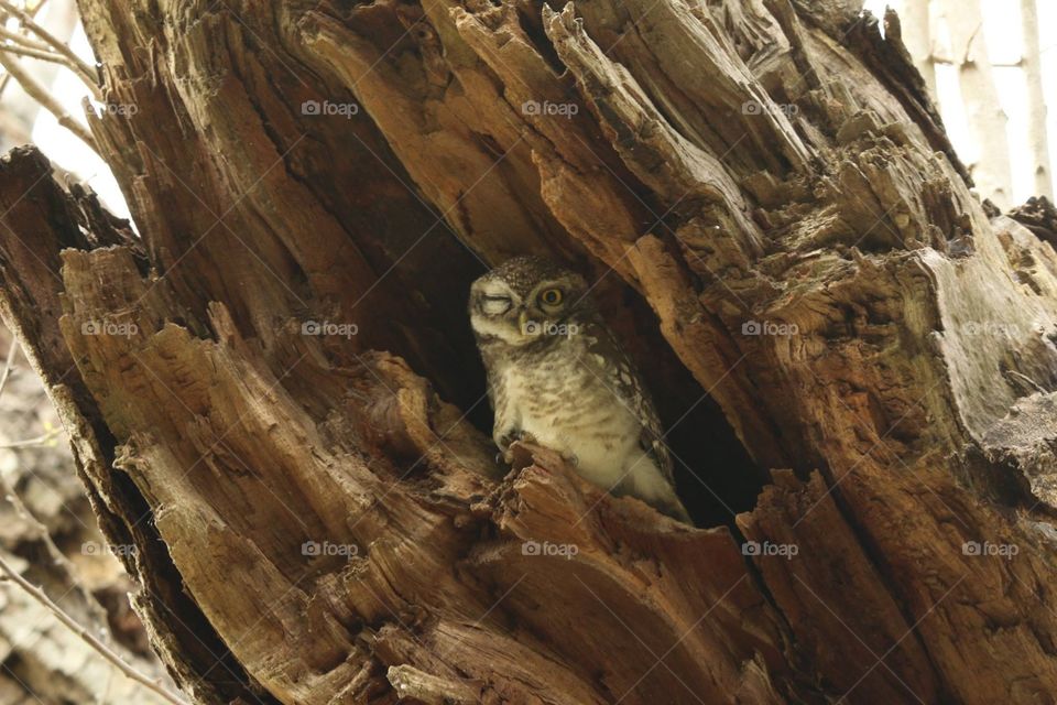Owl vedanthangal Chennai