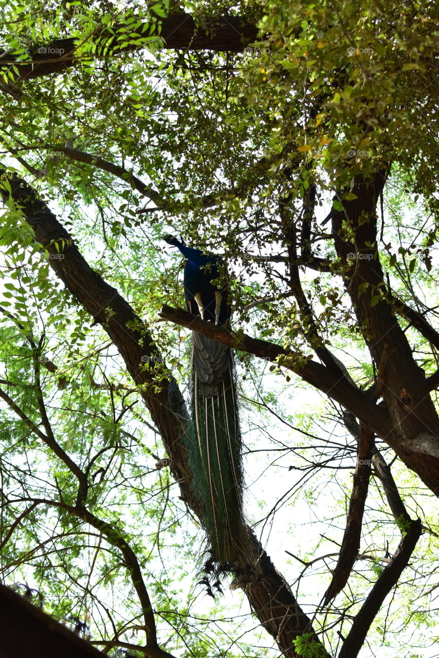 peacock on  tree