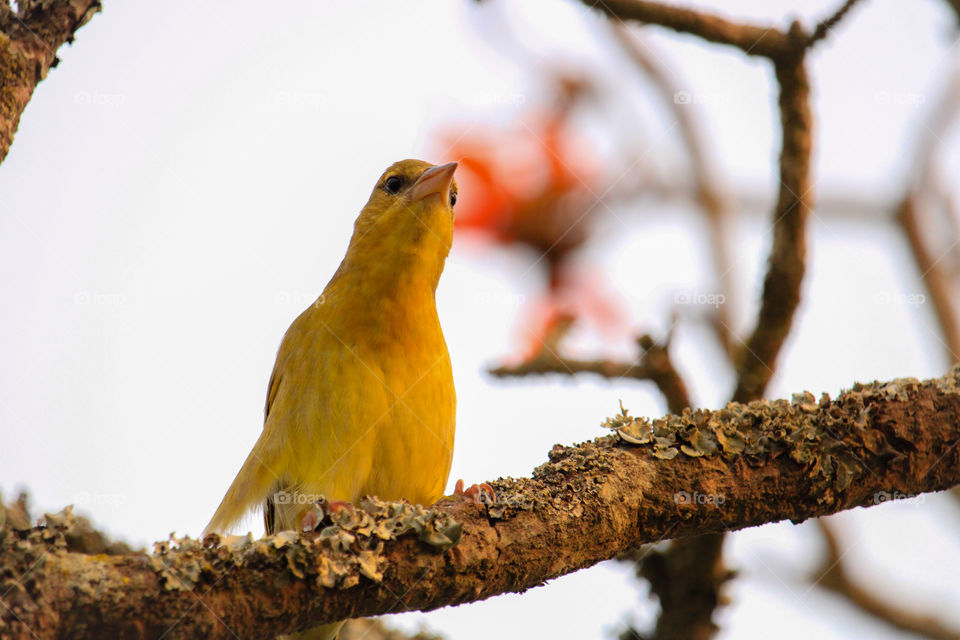 Sitting in the coral tree