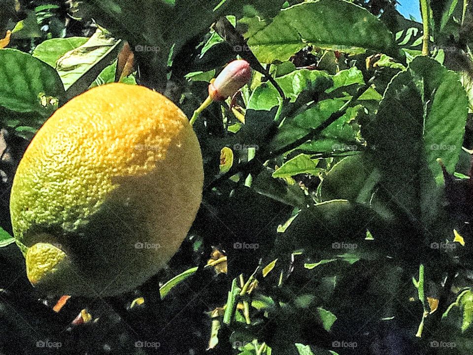 Lemon tree