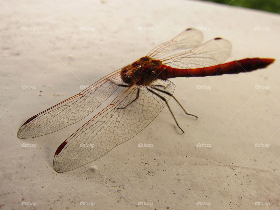 dragonfly