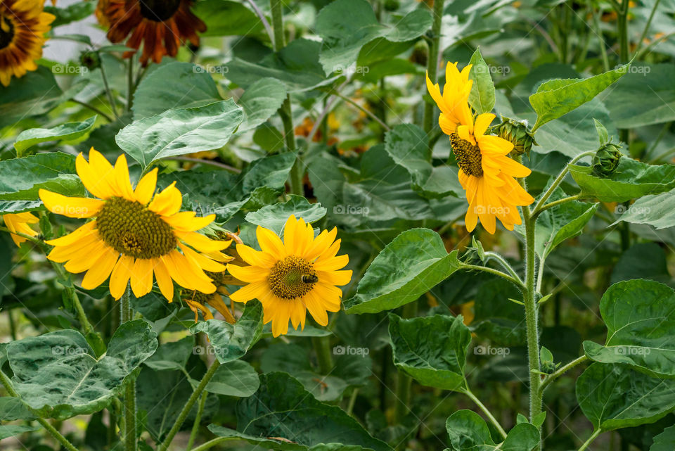 sunflowers bees and bumblebees