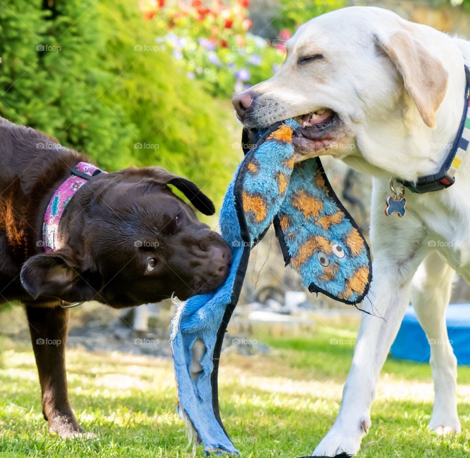 Two Labrador dogs playing with tug-of-war toy —fun friends 