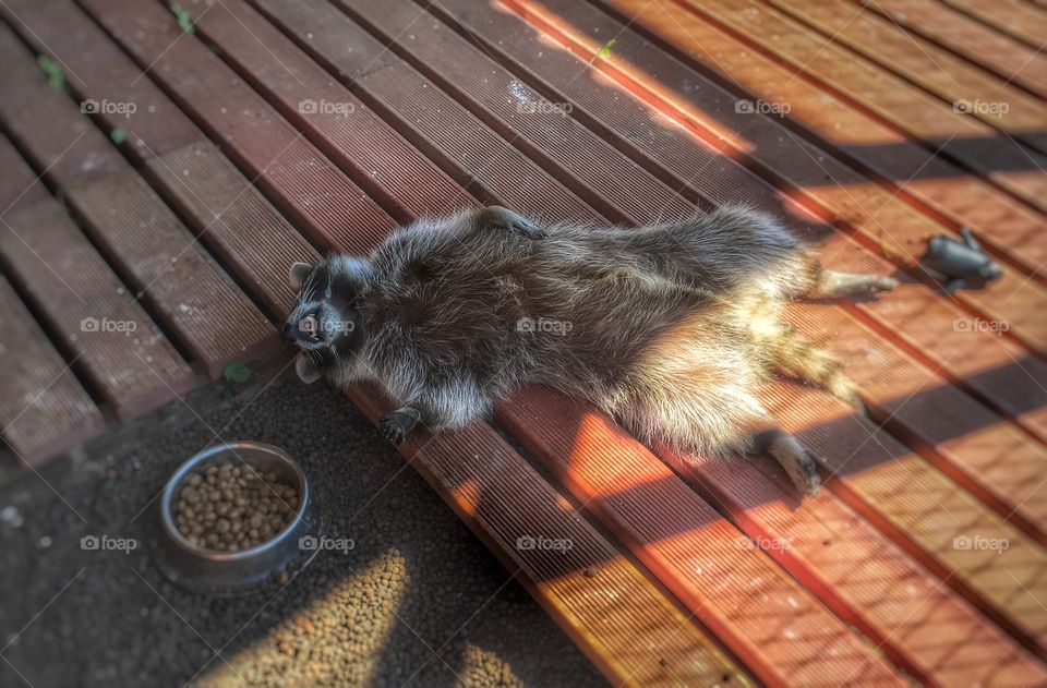 Lazy raccoon eating