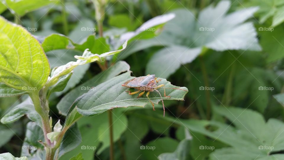 Stink bug