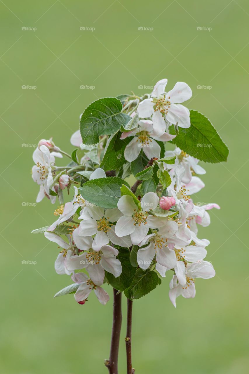 Close-up branch of apple tree blooming outdoors .