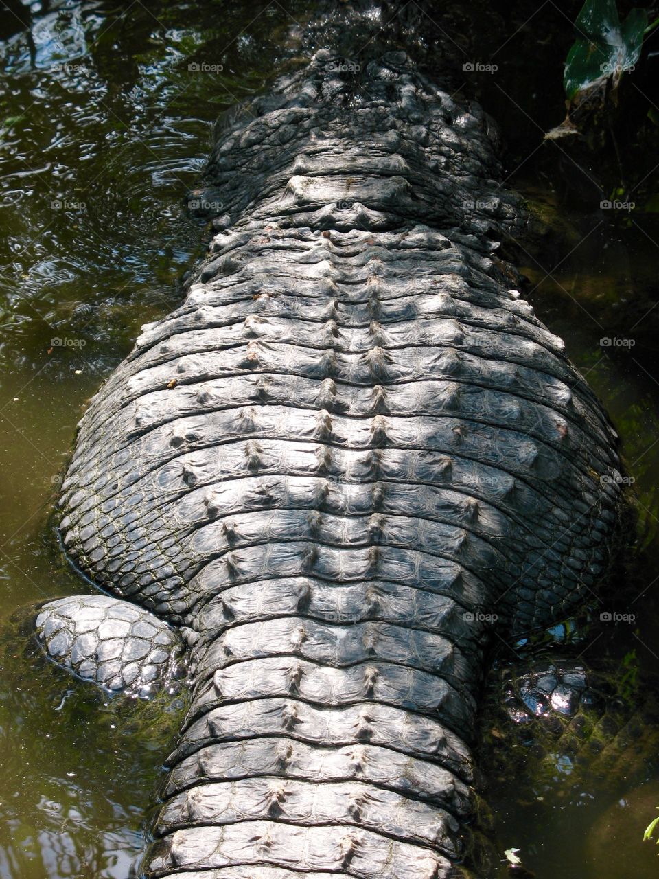 Close-up of crocodile