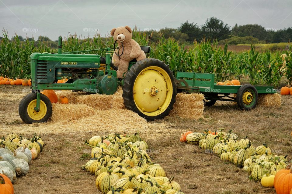 Giant Toy Bear Riding A Tractor