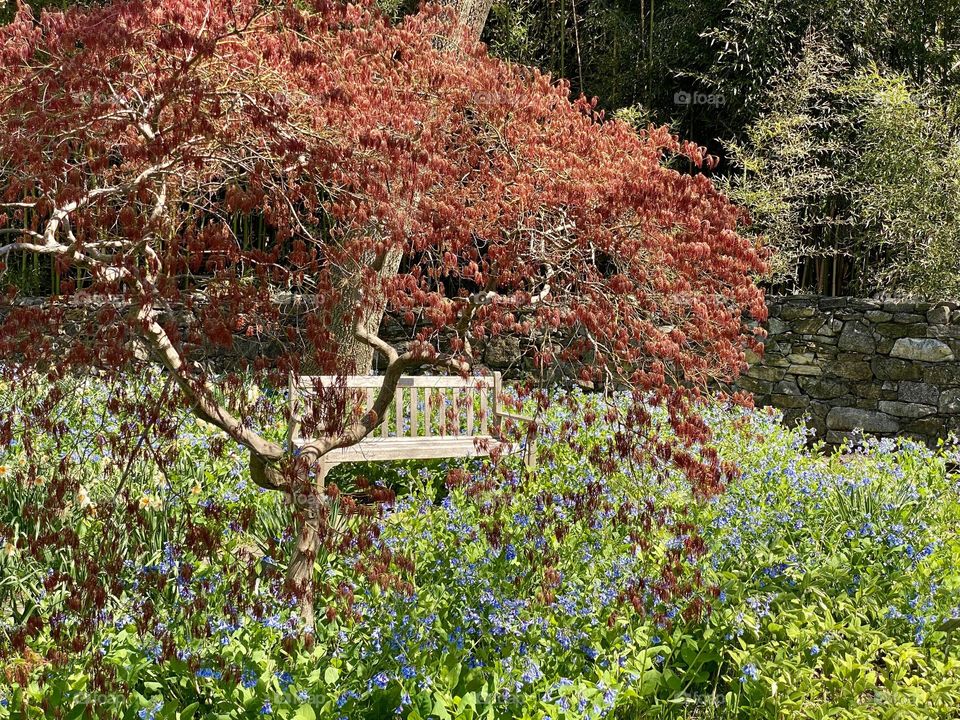 Looking through a red Japanese maple towards a park bench surrounded by Virginia bluebells 