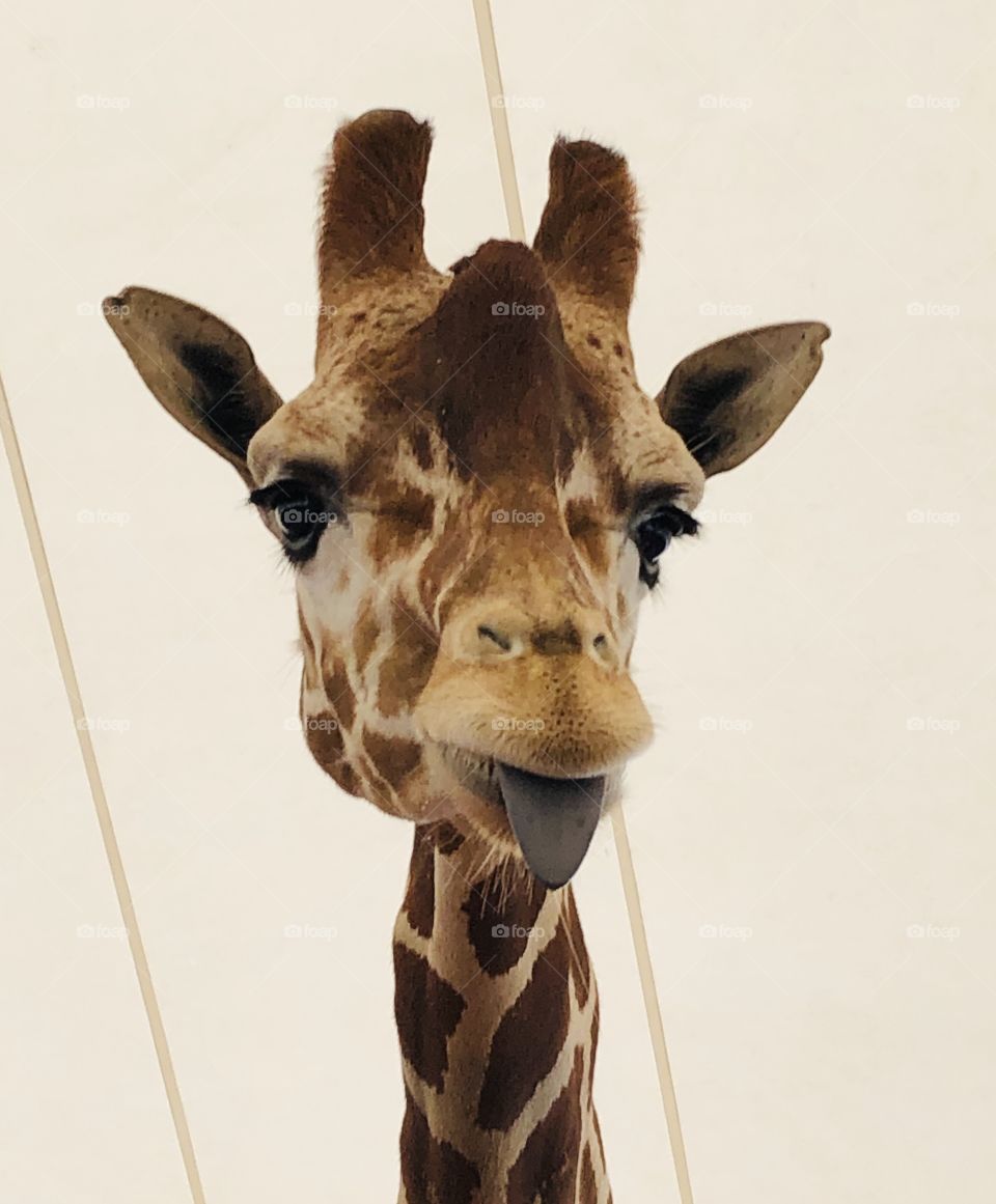 Gorgeous, Funny Giraffe sticks out his tongue for the camera 