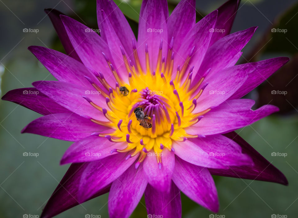bee in lotus. bee in purple lotus flower