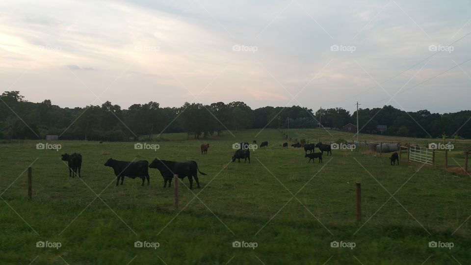 cows. cows