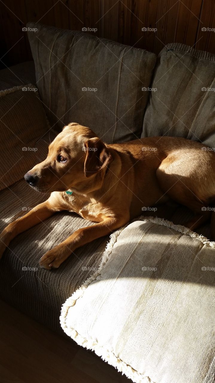 jax enjoying the sun beam