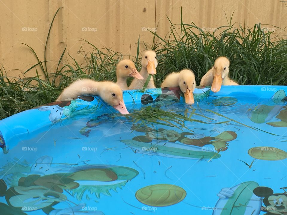 New baby Pekin Ducks getting a drink from the pool.