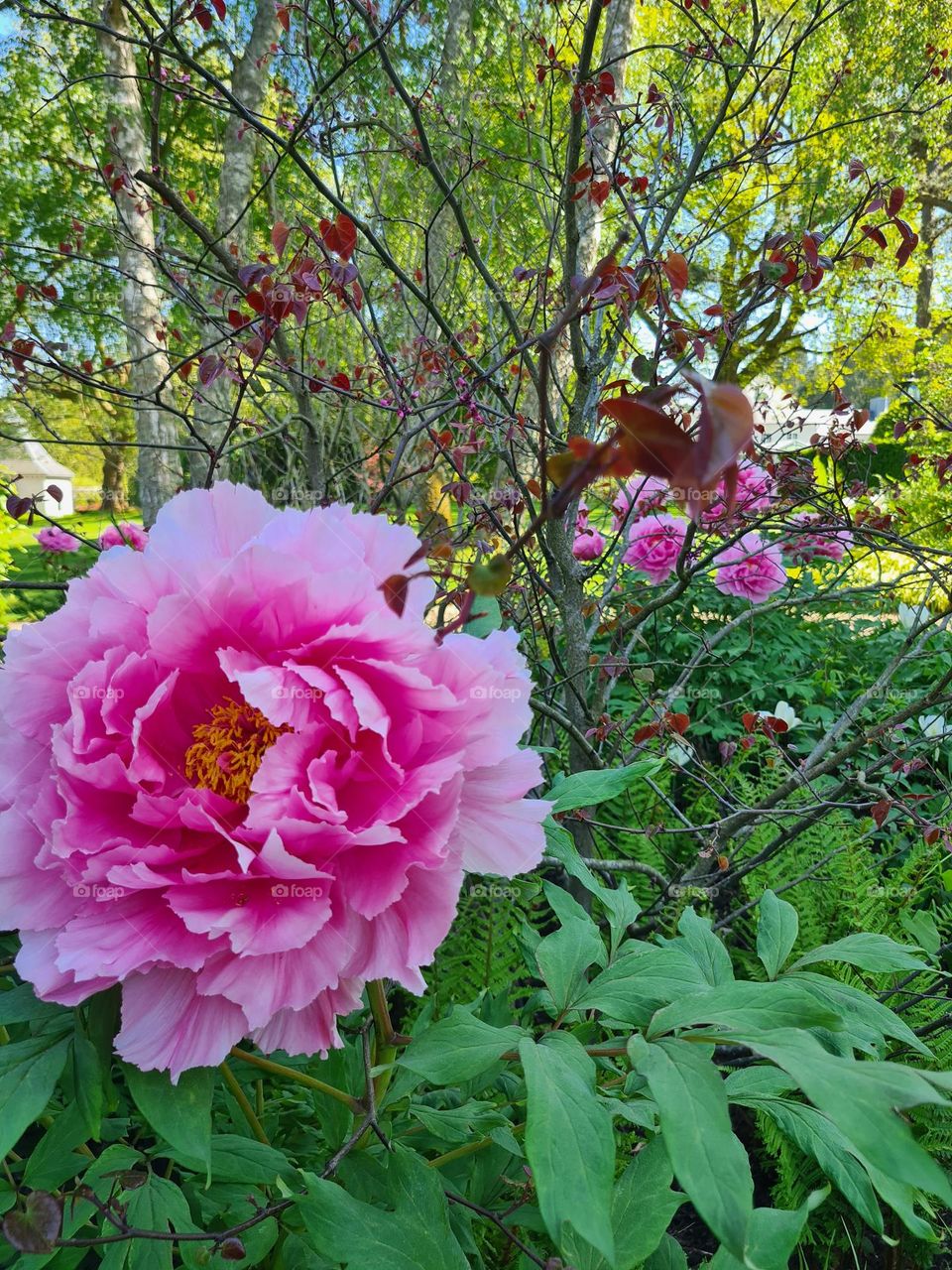 Close up on a beautiful flower