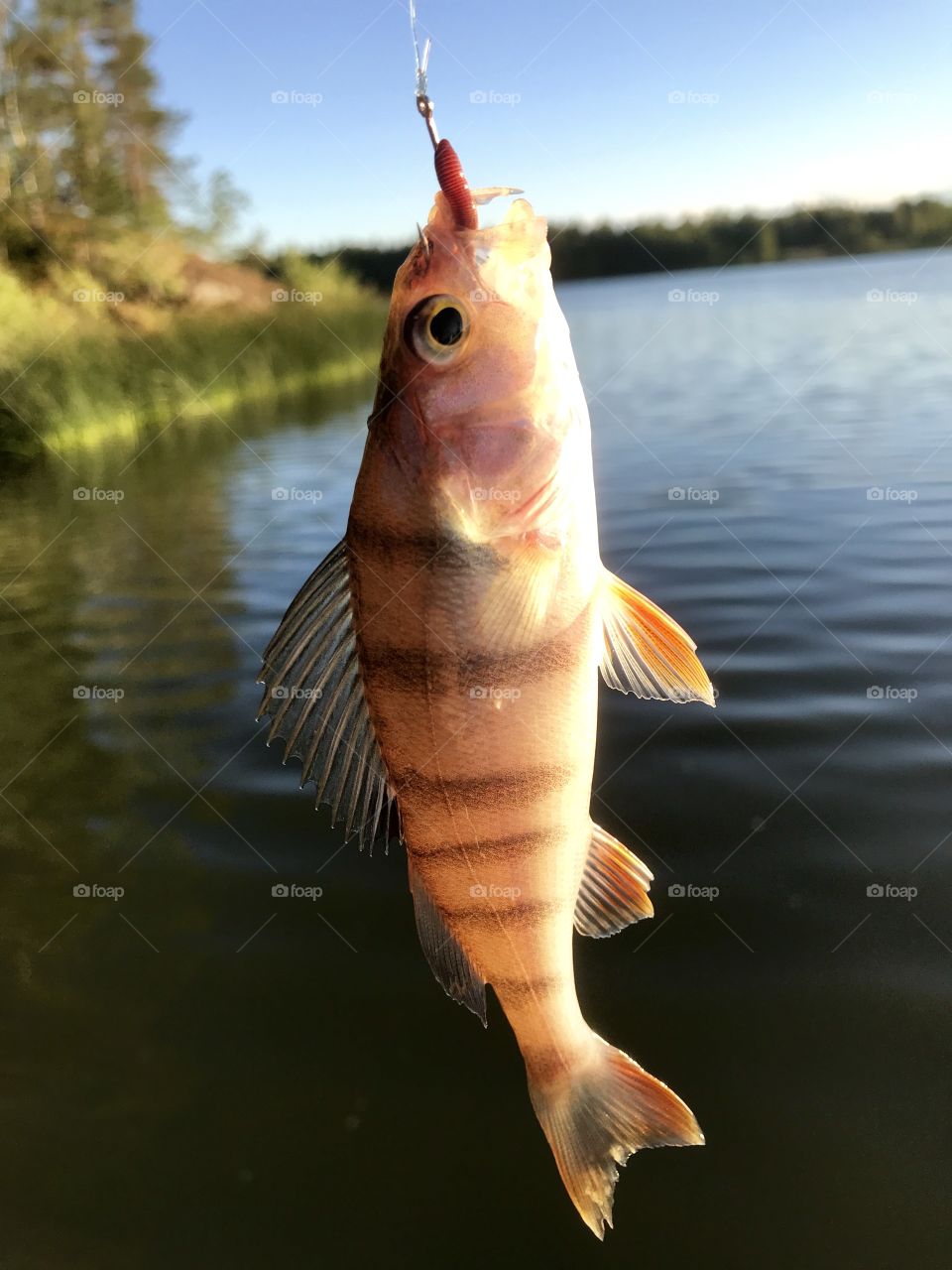 Small perch on a hook and worm