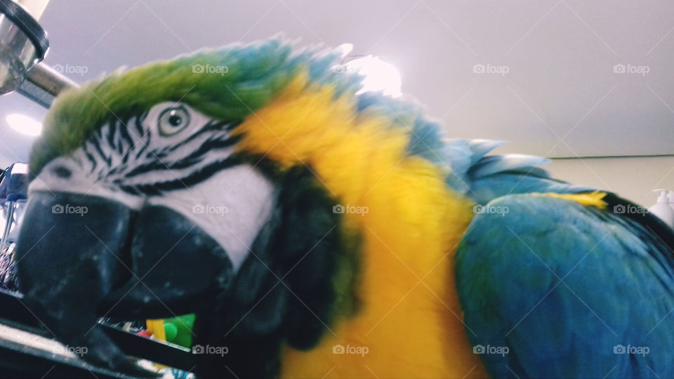 Parrot Love