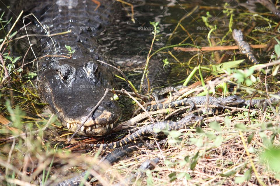 Mama baby gators