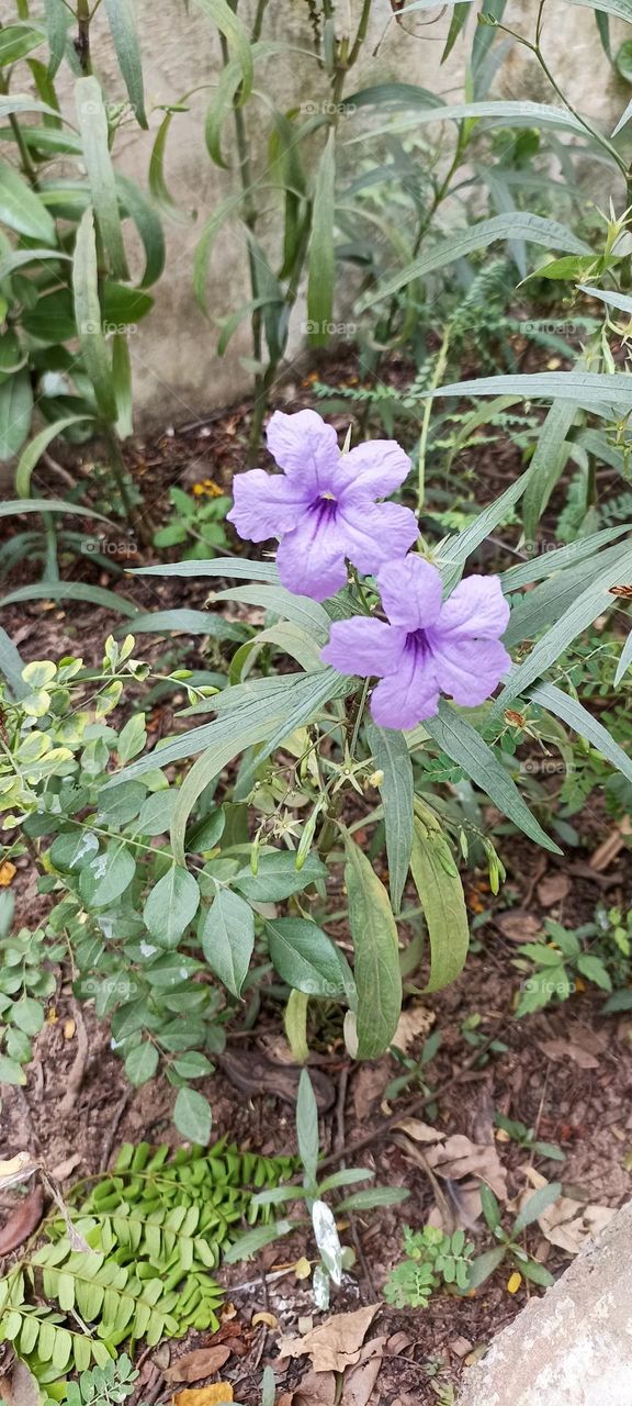 Ruellia tuberosa