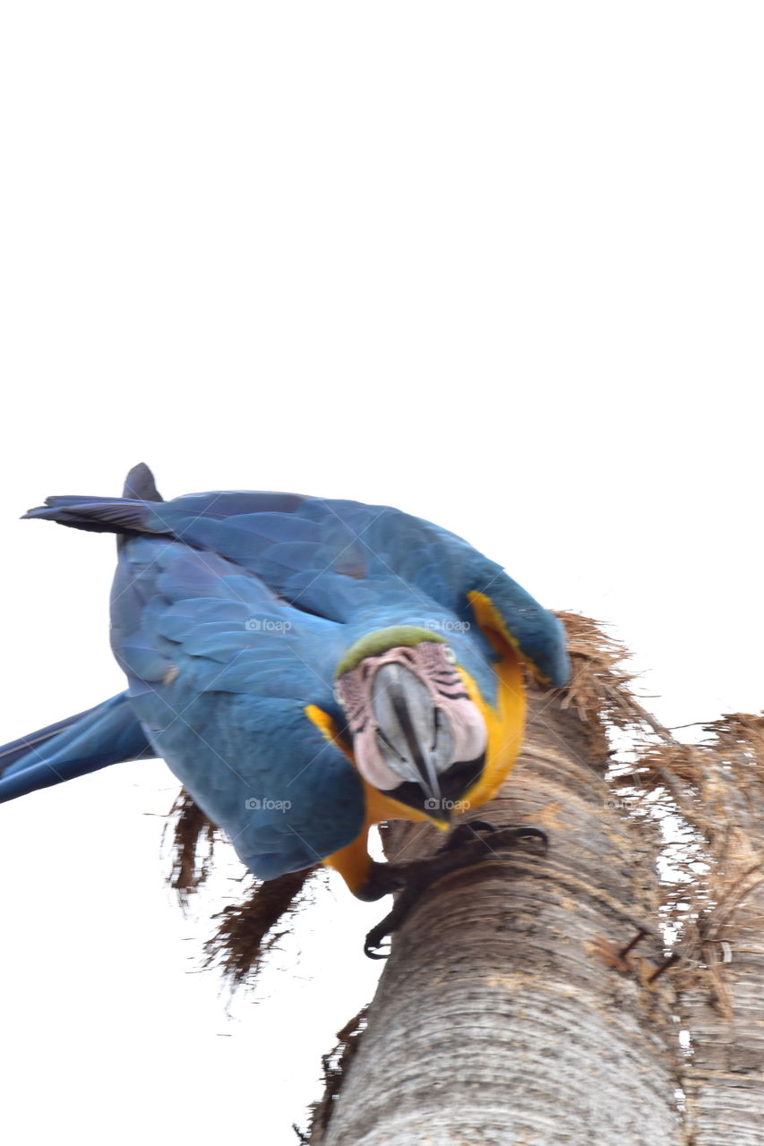 Arara Canindé Brazil