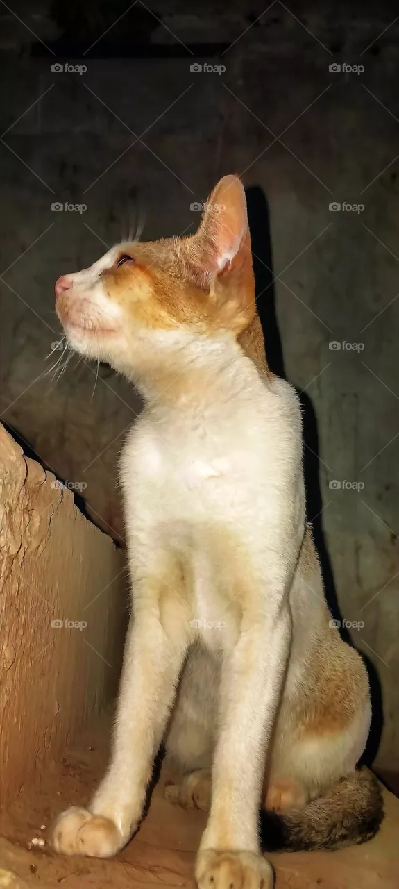 Cat Animal